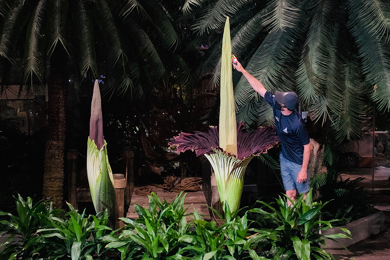 New Scientist: The powerful stench of the corpse flower | Milled