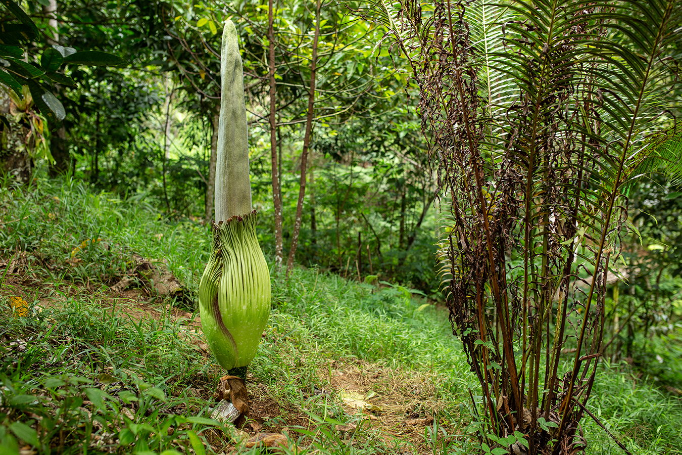 New Scientist: The powerful stench of the corpse flower | Milled