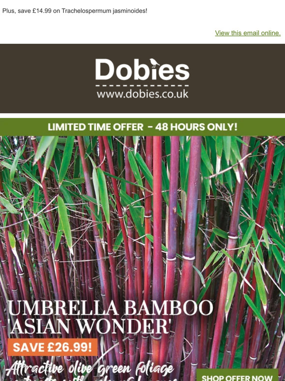 Ruby Red Bamboo ONLY £4.99!