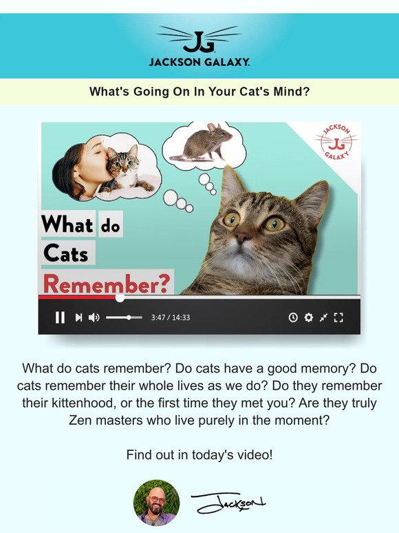 Do Cats Have A Good Memory? 🐱🧠
