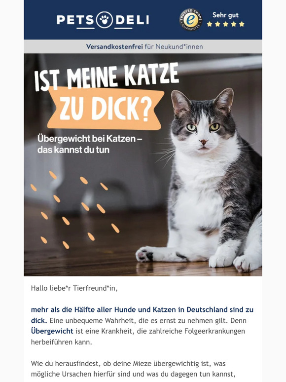 Übergewicht bei Katzen