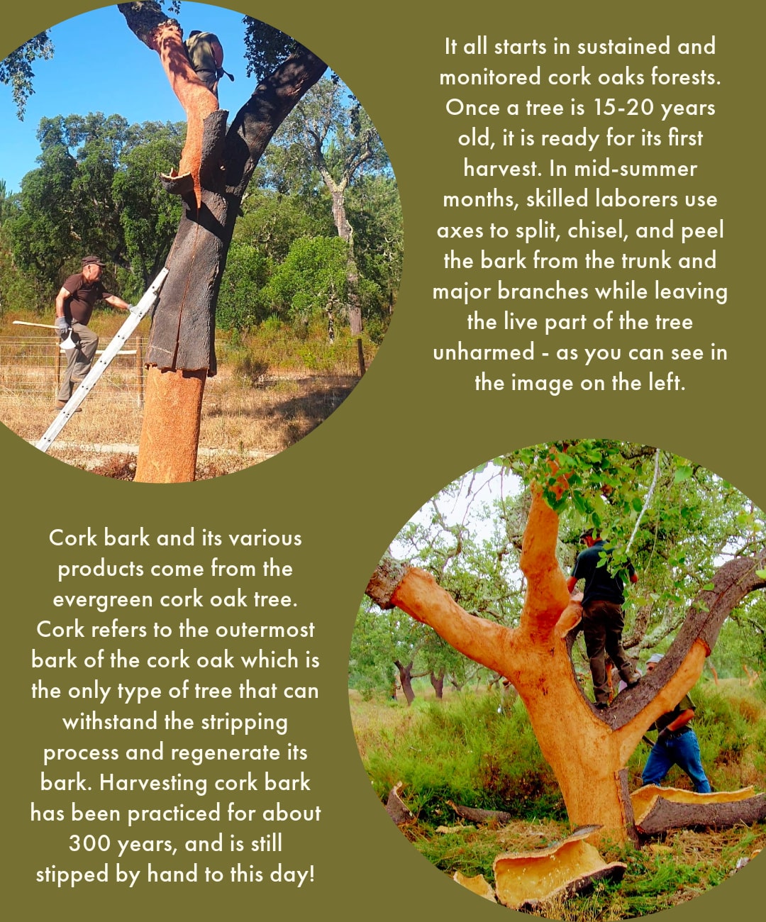 Air Plant Shop The Story of Cork Bark Displays 🌳 Milled