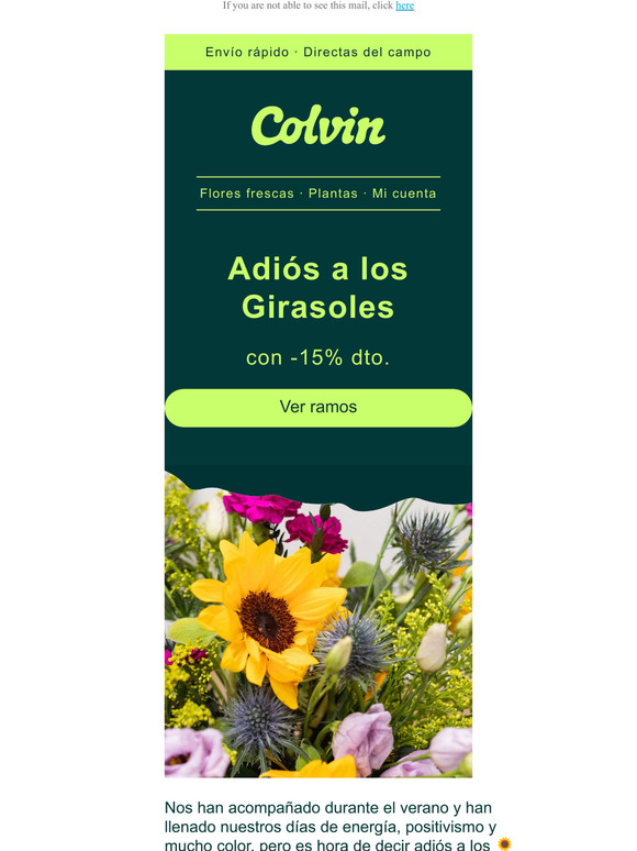 Últimos días: los girasoles se van🌻