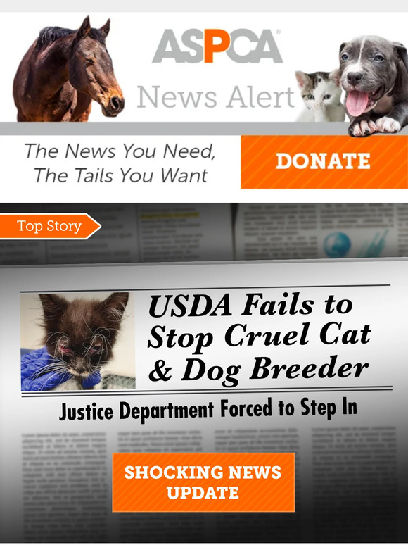 Cruel Kitten/Puppy Breeder Stopped...For Now
