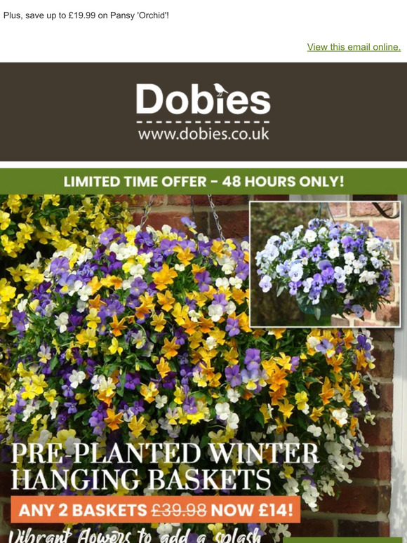Pre-Planted Winter Hanging Baskets ONLY £7 EACH!