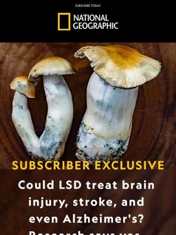 Can psychadelics like LSD heal the brain? Find out with a subscription to Nat Geo, starting at just $19/year!