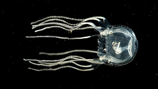 A small translucent jellyfish with many thin tentacles that look like strings of pearls floating horizontally in the dark depths of the sea.