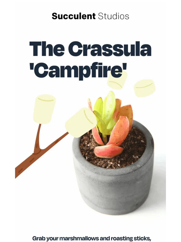 Get the deets on this firey plant.