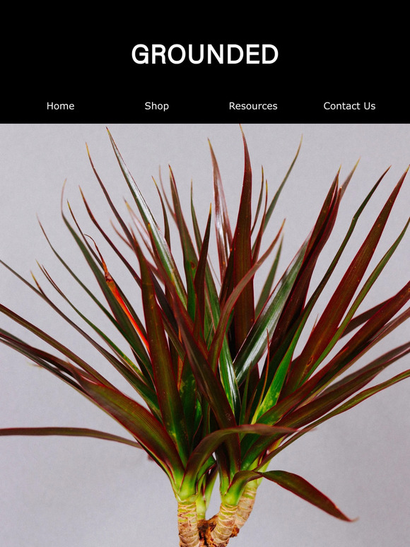 Introducing The 4-in Dracaena Marginata