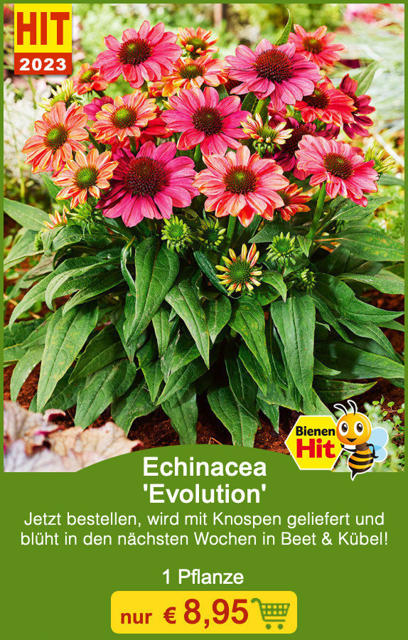 BALDURGarten KOO 🌼 JETZT lieferbar mit Blüten & Knospen, Herr —! Milled