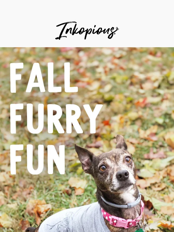 Fall Furry Fun - 10 Dog-Friendly Fall Activities 🍂