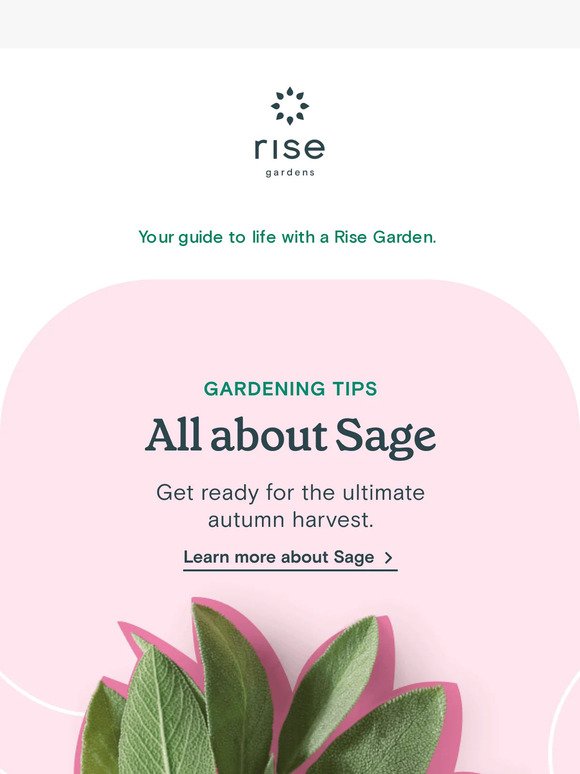 This Week at Rise Gardens Vol. 45 🌱🥘