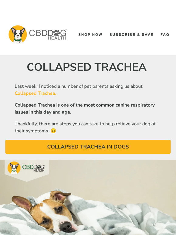 CBD Dog Health Have you ever heard of Collapsed Trachea in dogs? Milled