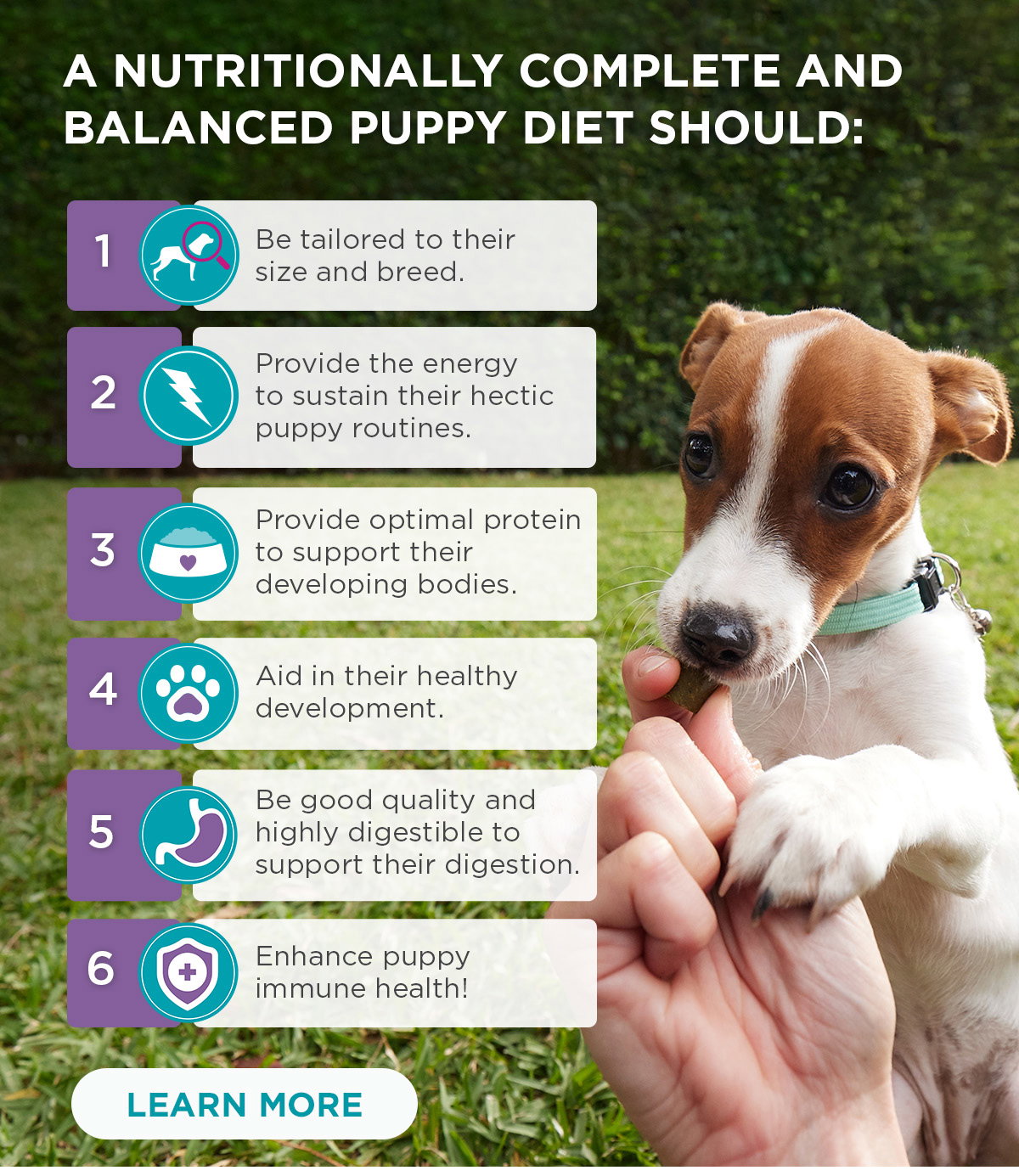 Picture Idea: Blackmores Vet Approved Tips For Puppy Nutrition