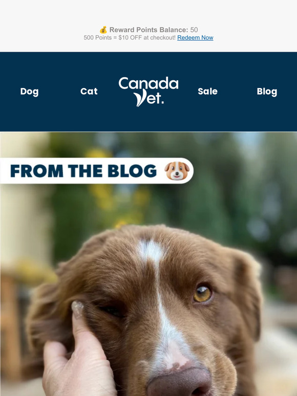 CanadaVet Heartworm 101 Understanding & Preventing This Deadly