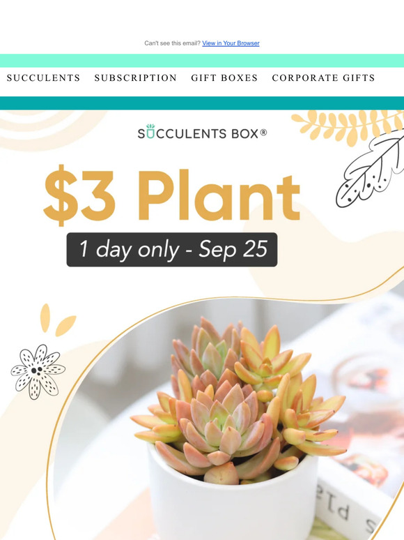 A Steal: $3 Plants Today Only! 🌱