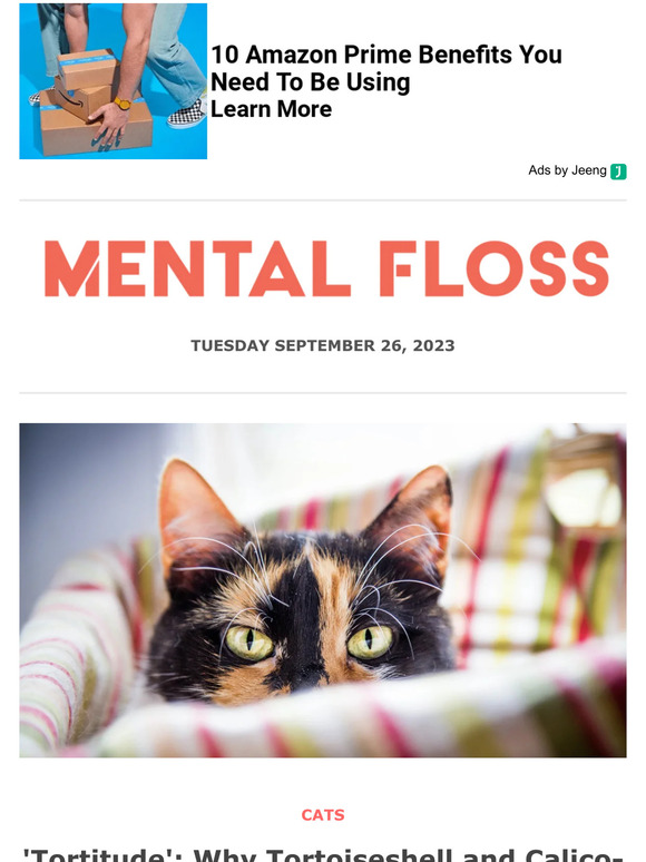 'Tortitude': Why Tortoiseshell and Calico-Patterned Cats Tend to Be Extra Feisty