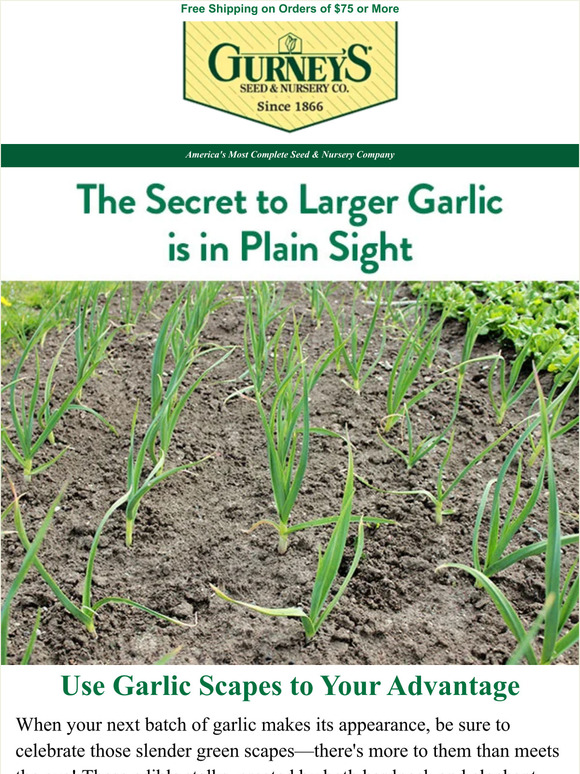 Gurney's Seed & Nursery Want bigger, better garlic bulbs next year