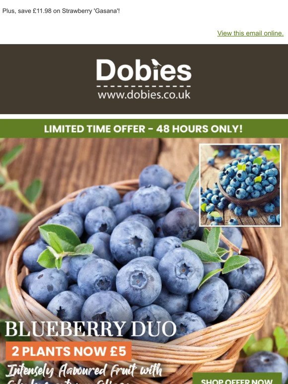 Bountiful Blueberry Duo ONLY £5!