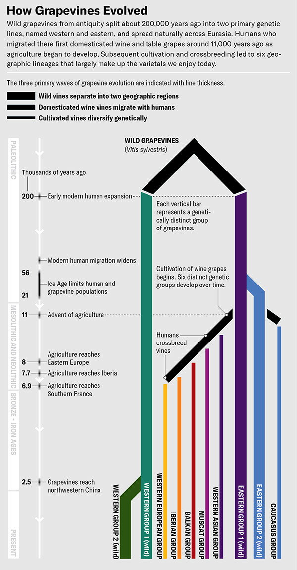 Branched root infographic showing a timeline of wild grapevines from antiquity split into two different genetic lines and six geographical lineages.