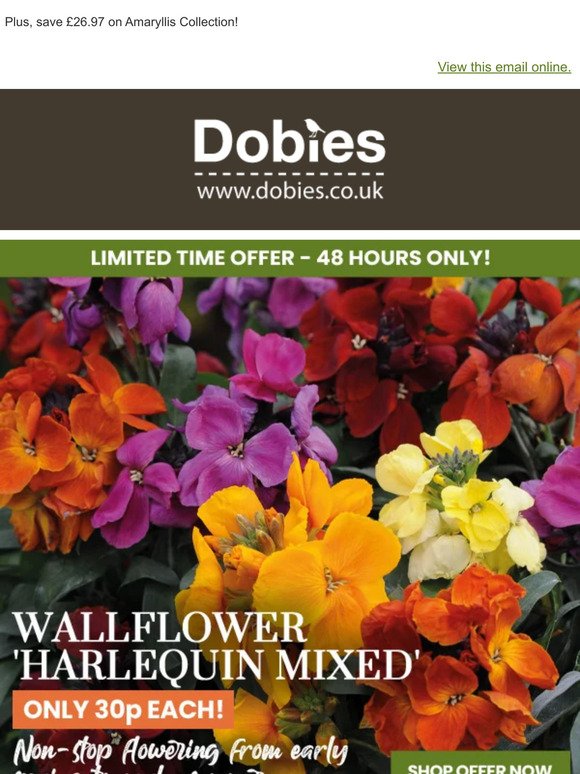 Highly Scented Wallflowers now 30p each!