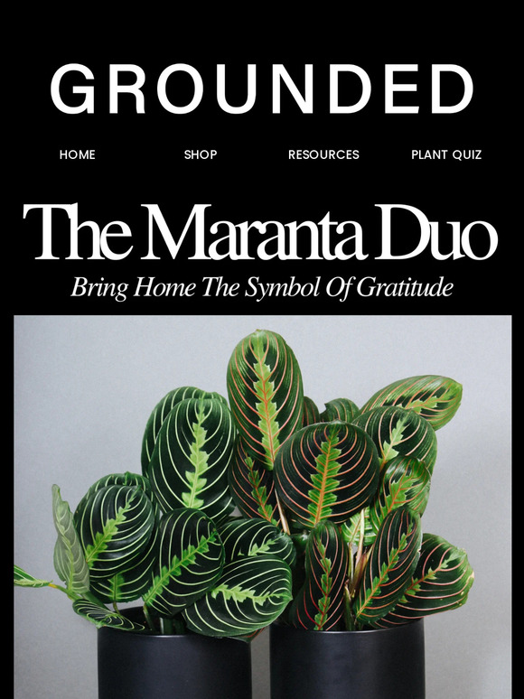 Maranta Duos Are Back!