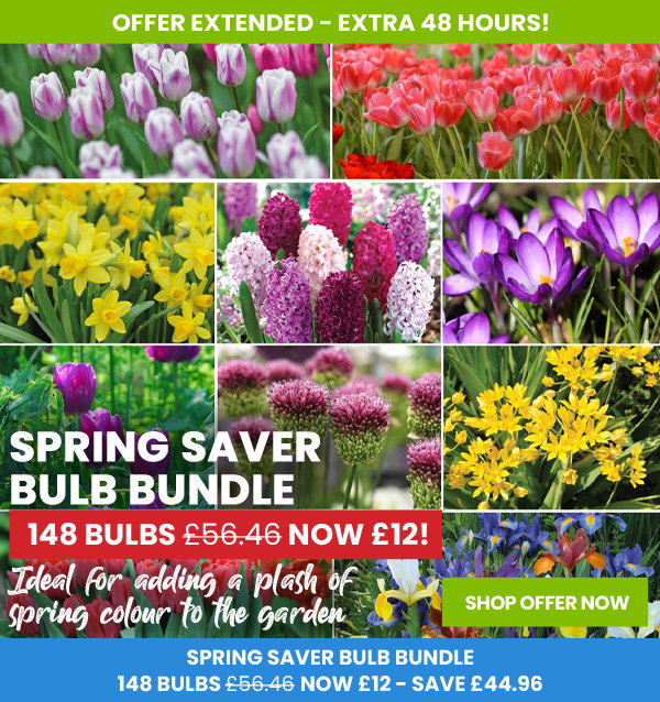 Bulb Spring Ezone Suttons Seeds: £56 Bulb Spring Bundle NOW £12! EXTRA 48 HOURS! | Milled