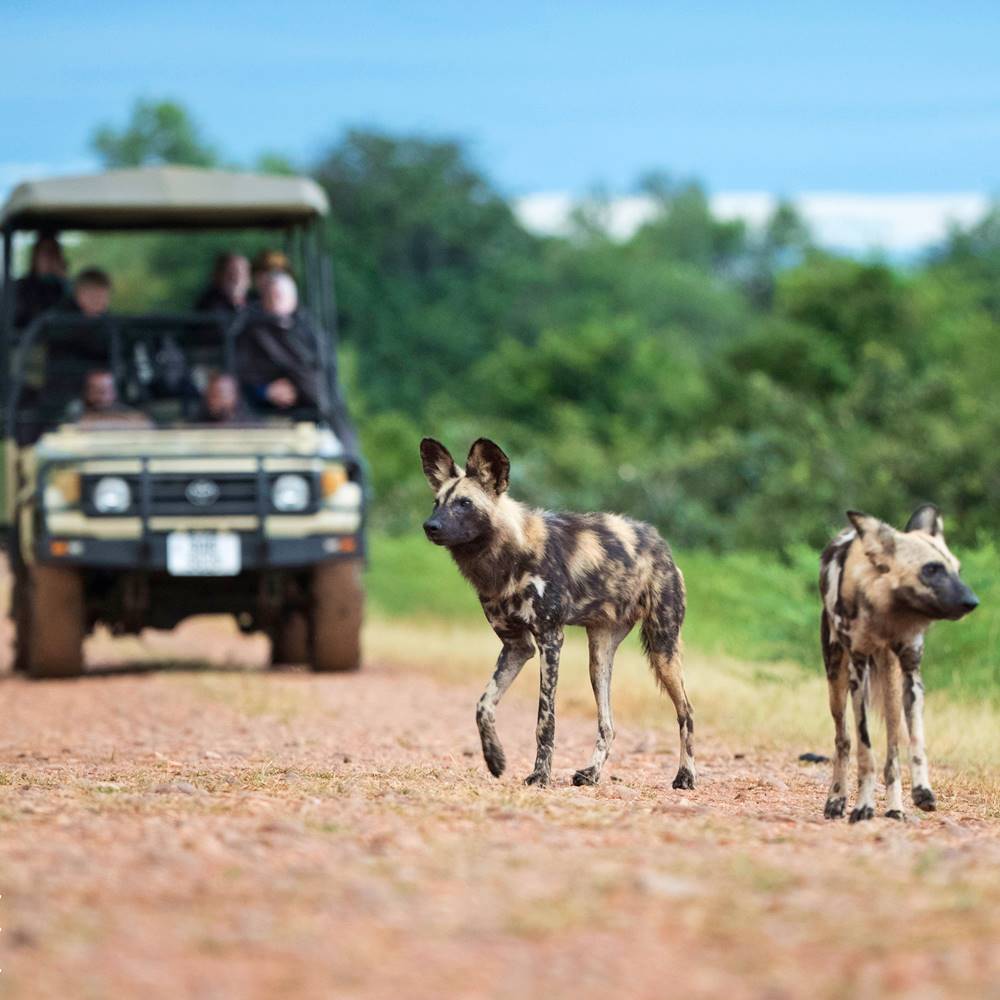 Go2Africa (US) Why Are African Safaris Expensive? Milled