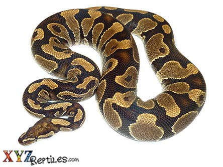 Adult Male Ball Python