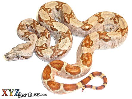Baby Hypo Columbian Boa Constrictor