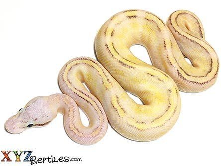 Baby Pastel Puma Ball Python