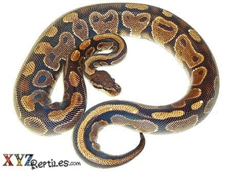 Adult Female Ball Python