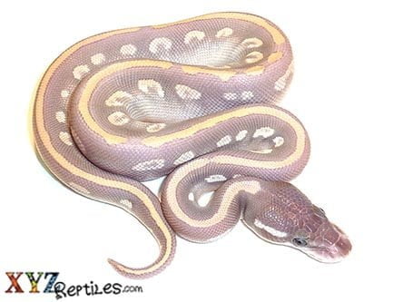 Baby Purple Passion Ball Python