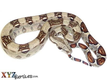 Baby Colombian Red Tail Boa