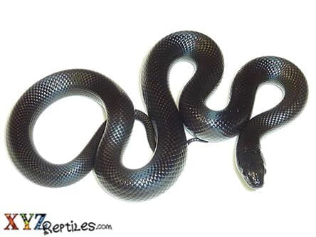 Mexican Black Kingsnake