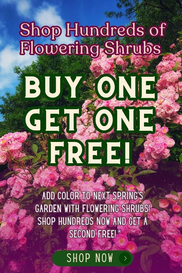 Nature Hills Nursery, Inc. Flowering shrubs and more are buy one get