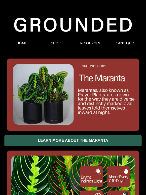 We've Made Caring For Prayer Plants Easy!