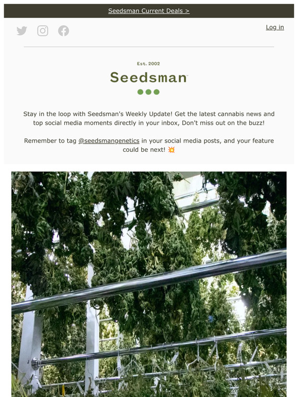 SeedsMan Weekly Update Expert Tips on Safe Bud Drying 🥦 Milled