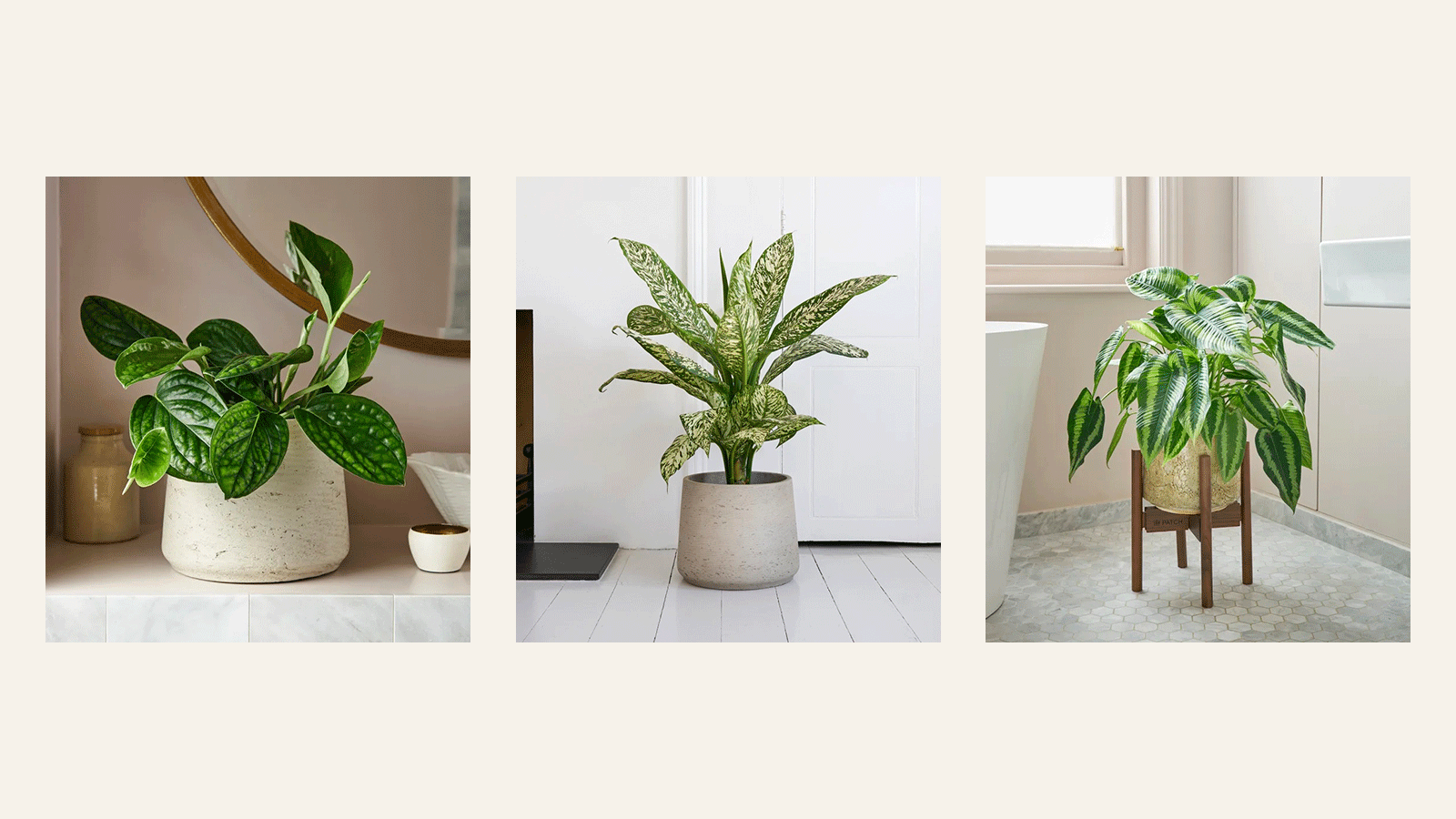 Patch Plants New plants just dropped 🙌 Milled