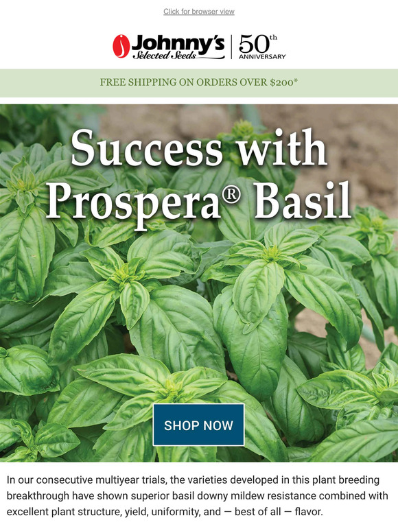 DMR Basil to Prevent Serious Crop Loss