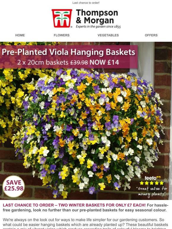 Thompson & PrePlanted Winter Hanging Baskets ONLY £7 EACH! Milled