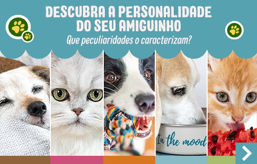Qual a personalidade do seu gato? 🐱