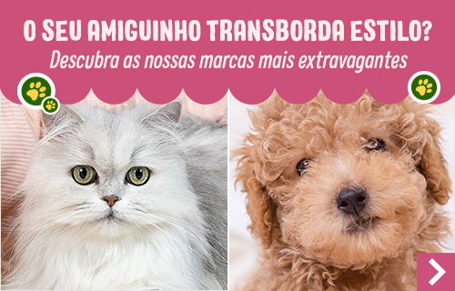 O seu amiguinho transborda estilo?