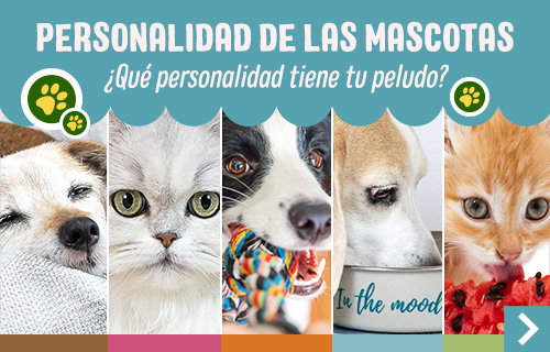 Personalidad de las mascotas, ¿Cuál tiene tu peludo?