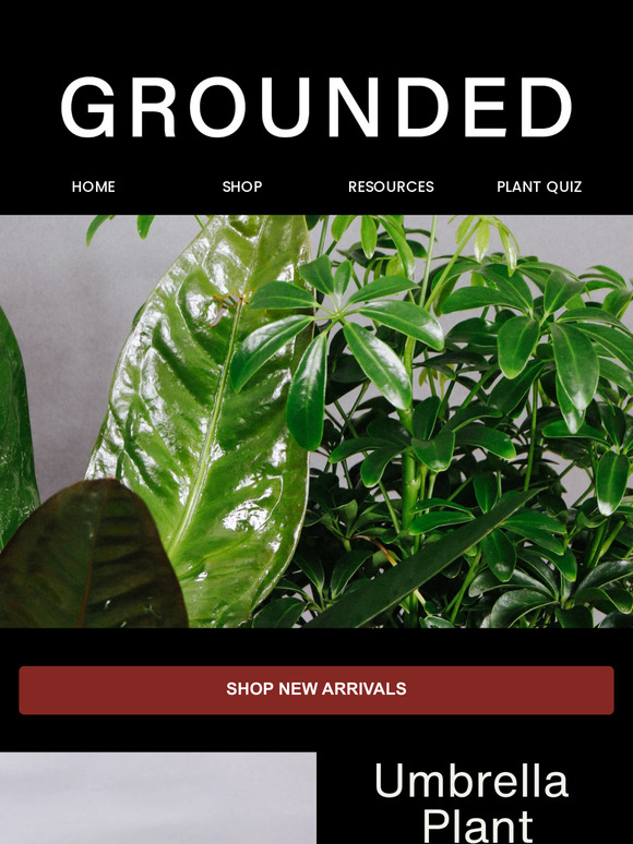 New Arrivals! Shop The Umbrella Plant + Anthurium Superbum