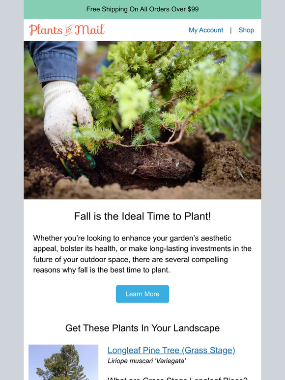 Plants by Mail Fall is the Ideal Time to Plant Shrubs and Trees Milled