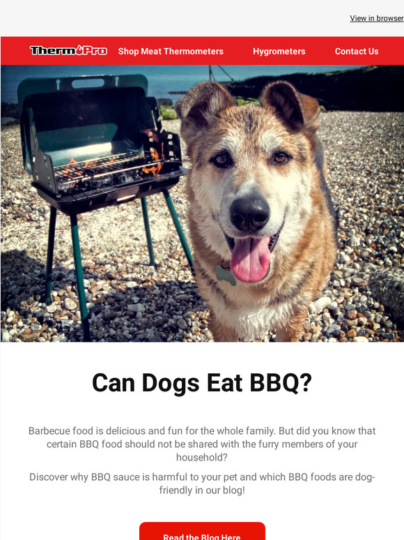 ThermoPro Feeding Your Dog BBQ May Harm Its Health Milled