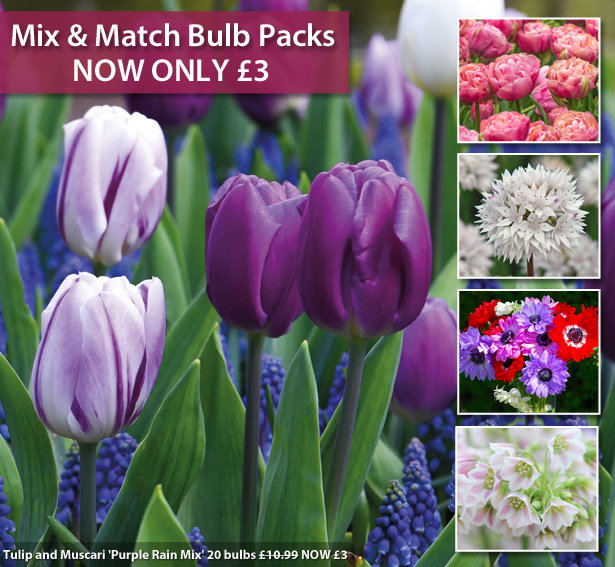 Mix & Match Bulbs