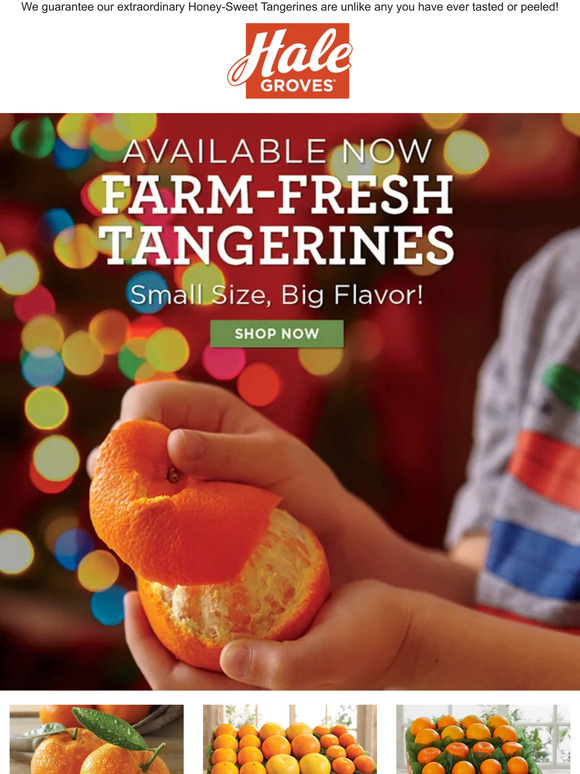 Available NOW: Farm-Fresh Tangerines - Small Size, Big Flavor!