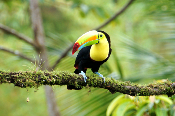 Colours of Costa Rica